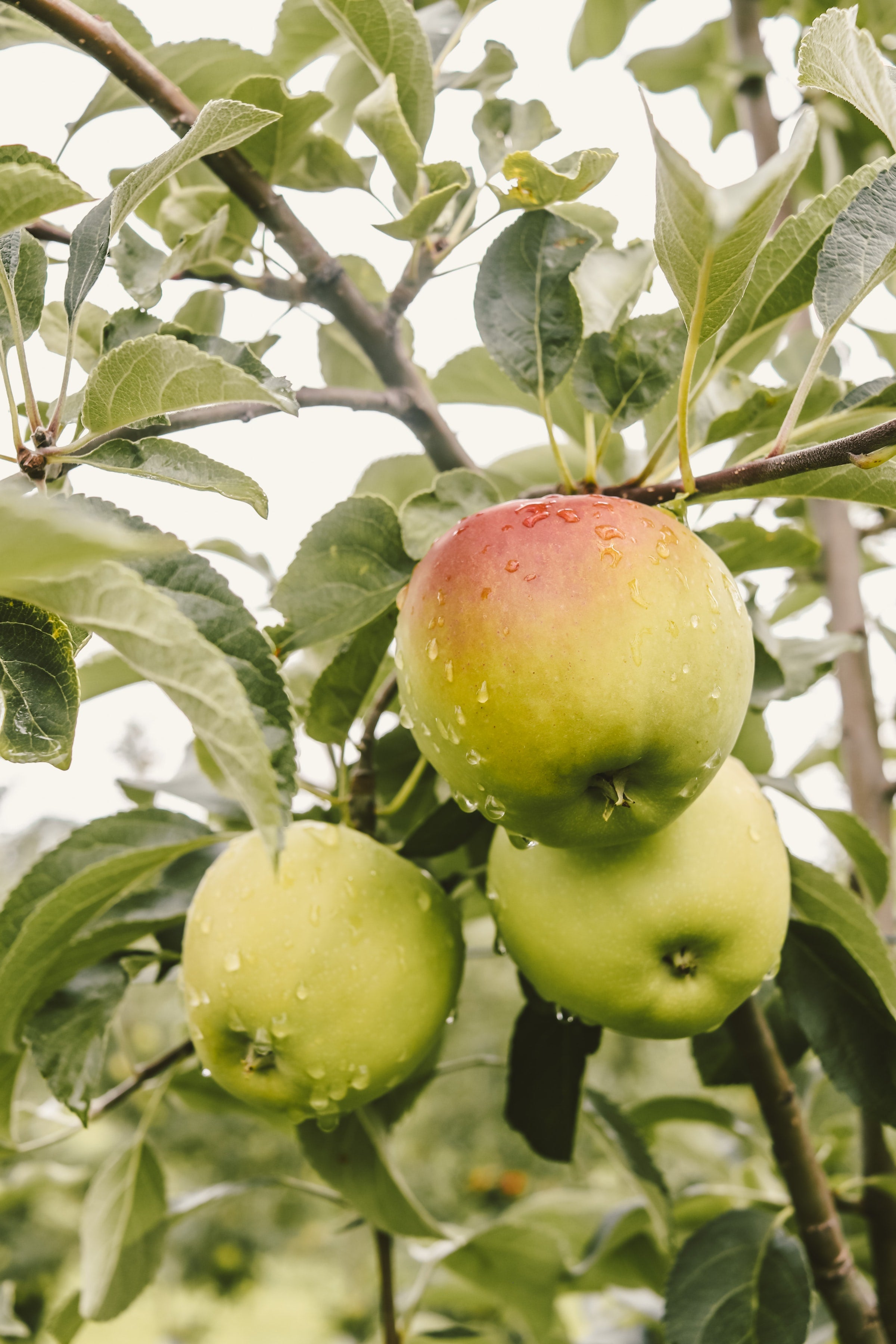 Apples on a tree.