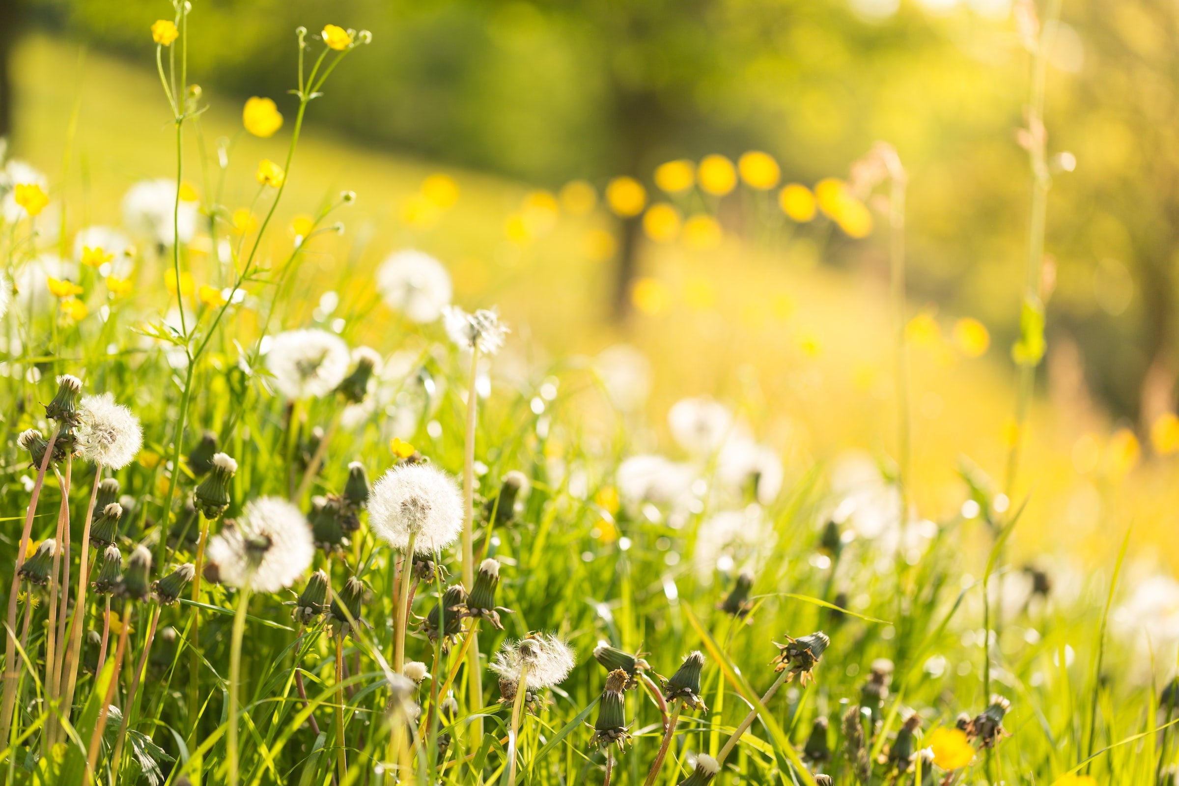 Green fields of weeds and wild flowers in the sun, unsplash image 